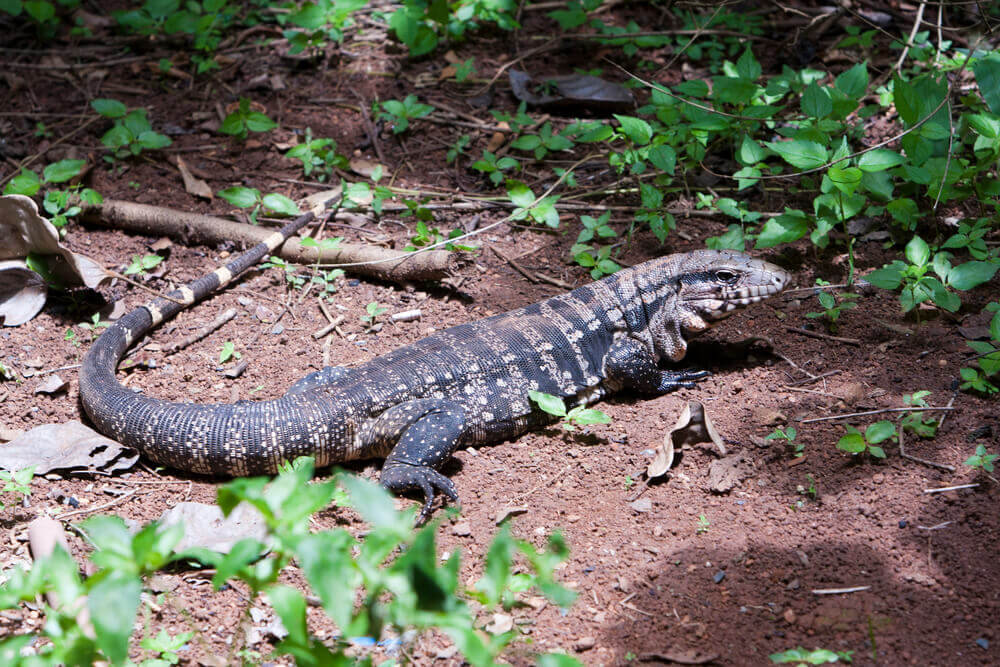 A gold tegu reptile on a forest floor