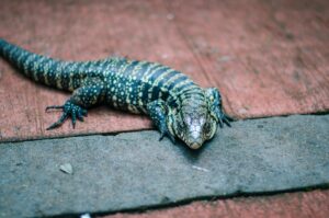 Everything To Know About The Tegu Lizard