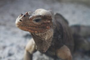 Factors Affecting Argentina Red Tegu Purchase Price