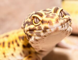 Monitor Lizards and Tegus A Quick Overview