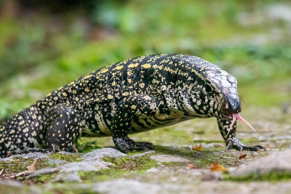 Teju lizard on the rainforest ground in Serrinha