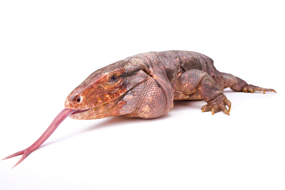 The Argentine red tegu